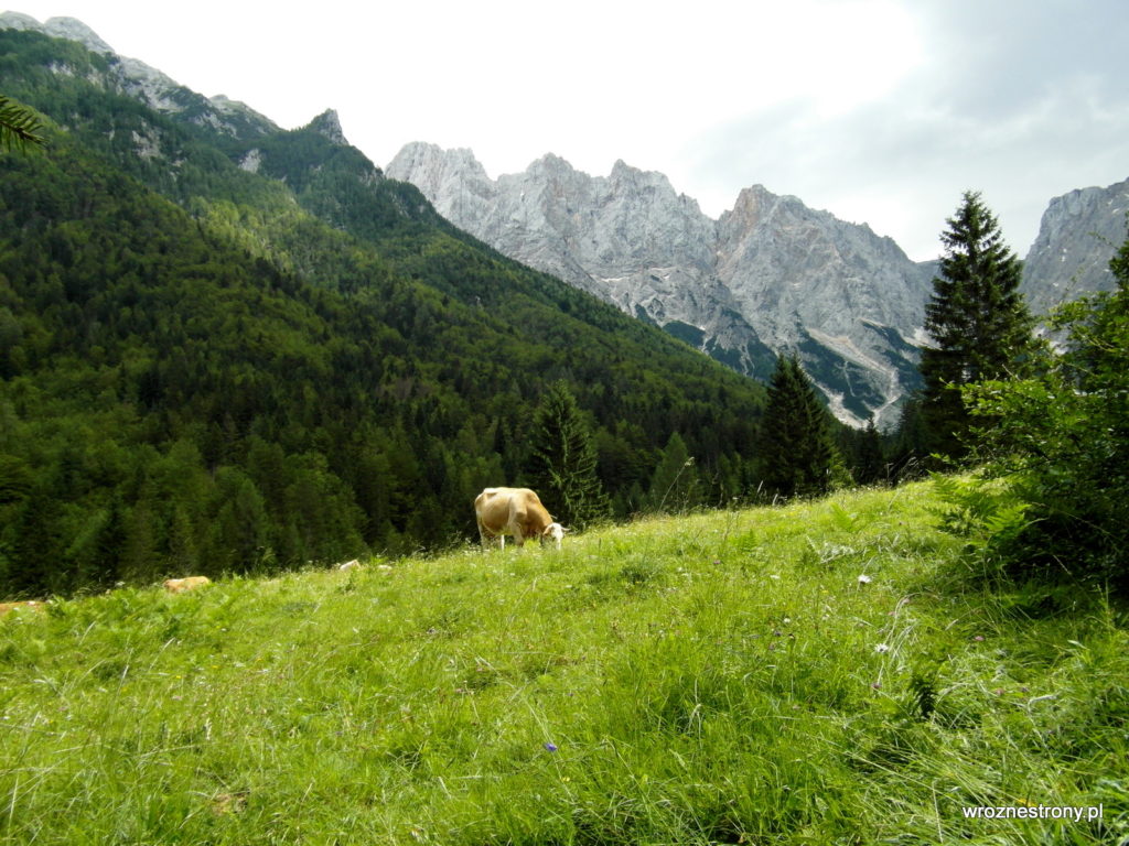 Krowa na alpejskiej łące
